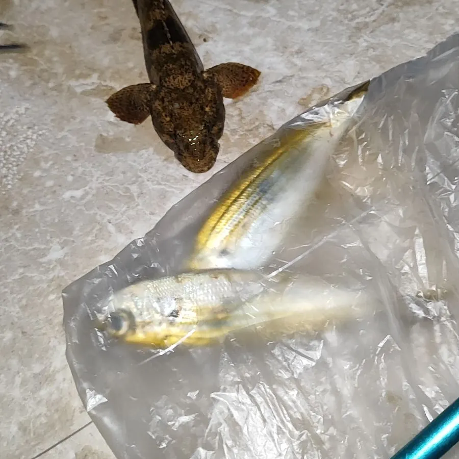 Fish caught on Fishbrain