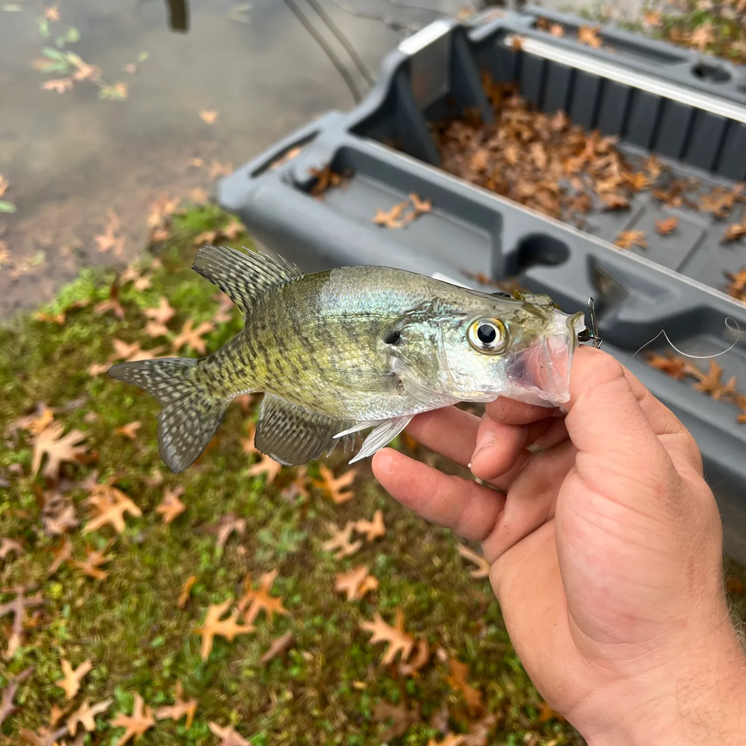 Black crappie caught on Fishbrain