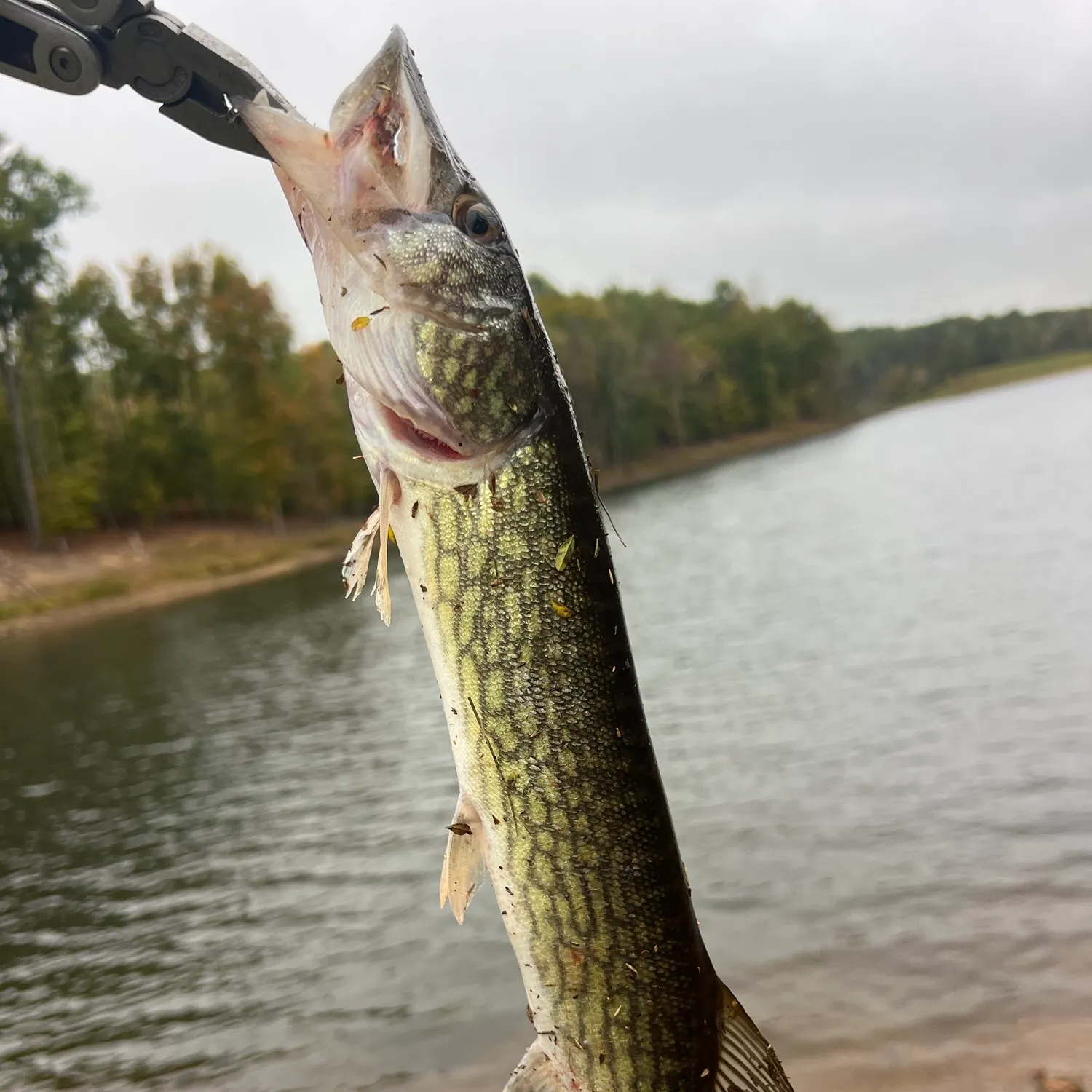 Chain pickerel caught on Fishbrain