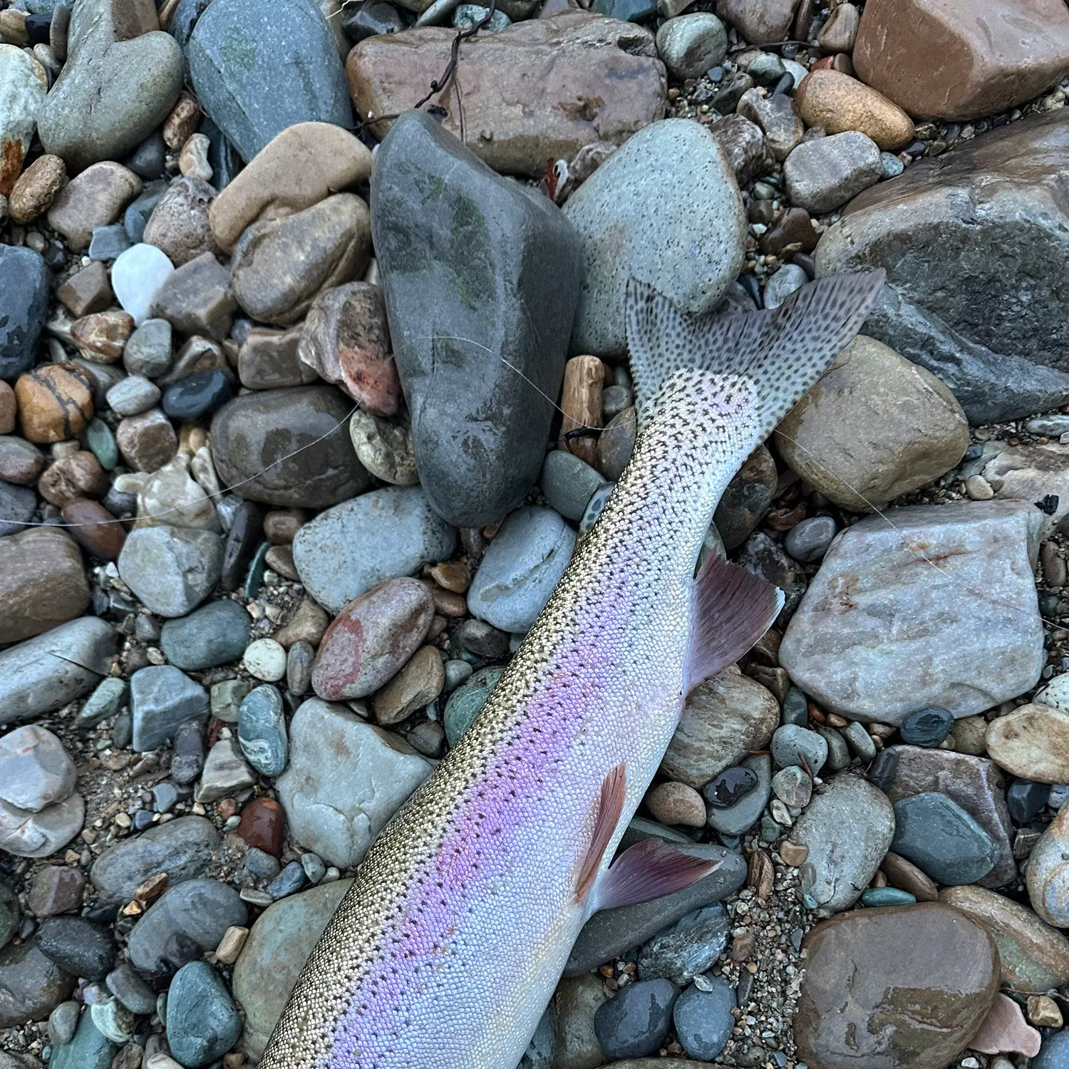 The most recent Rainbow trout catches on Fishbrain