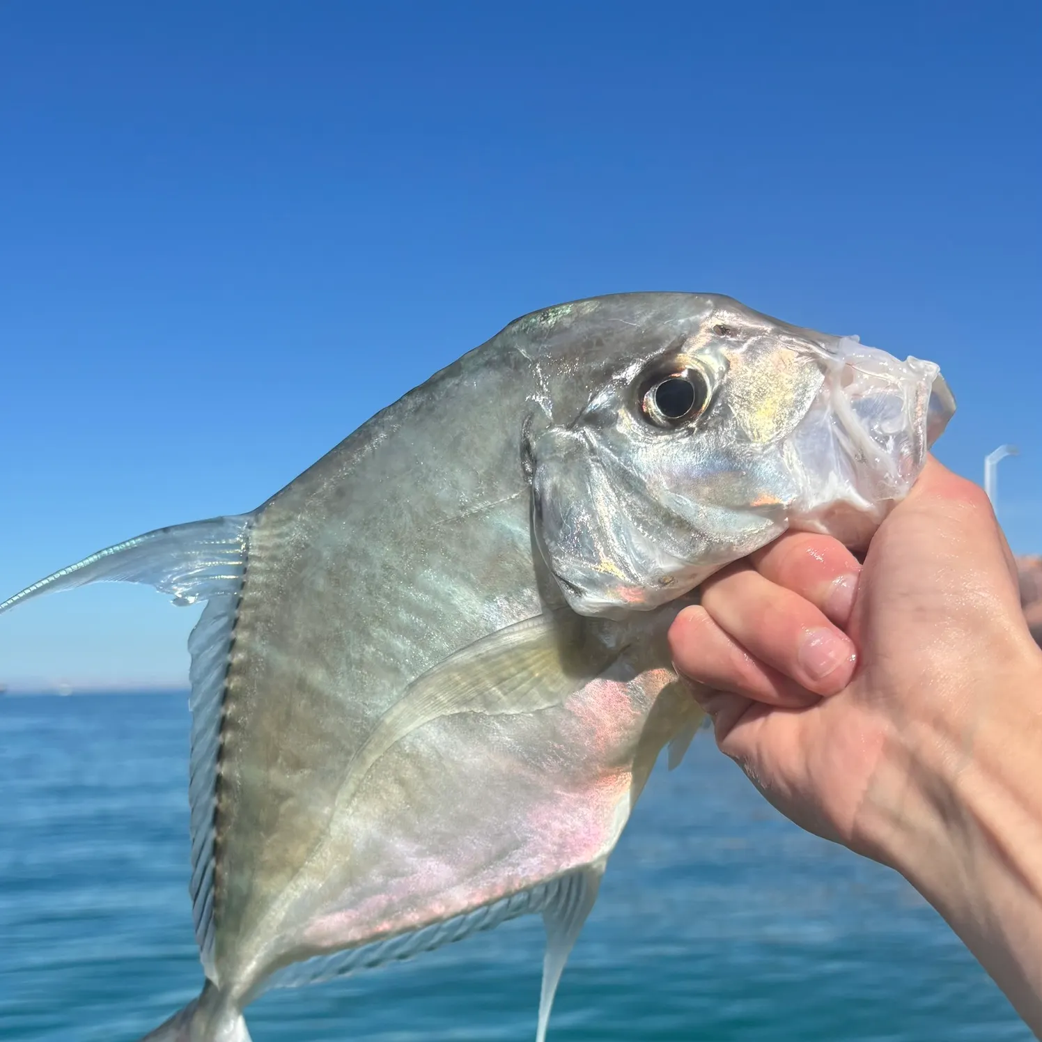 The most recent Threadfin jack catches on Fishbrain