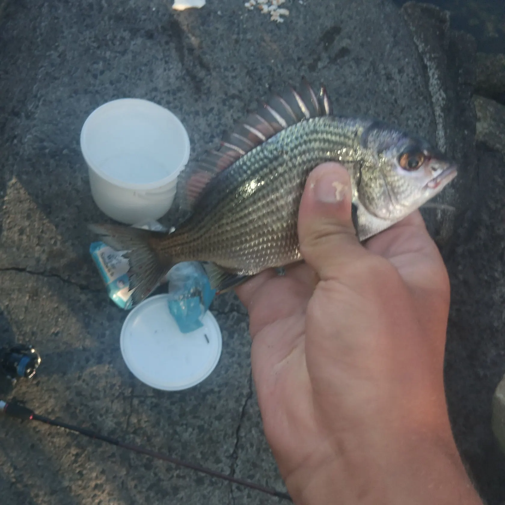 The most recent Southern black bream catches on Fishbrain