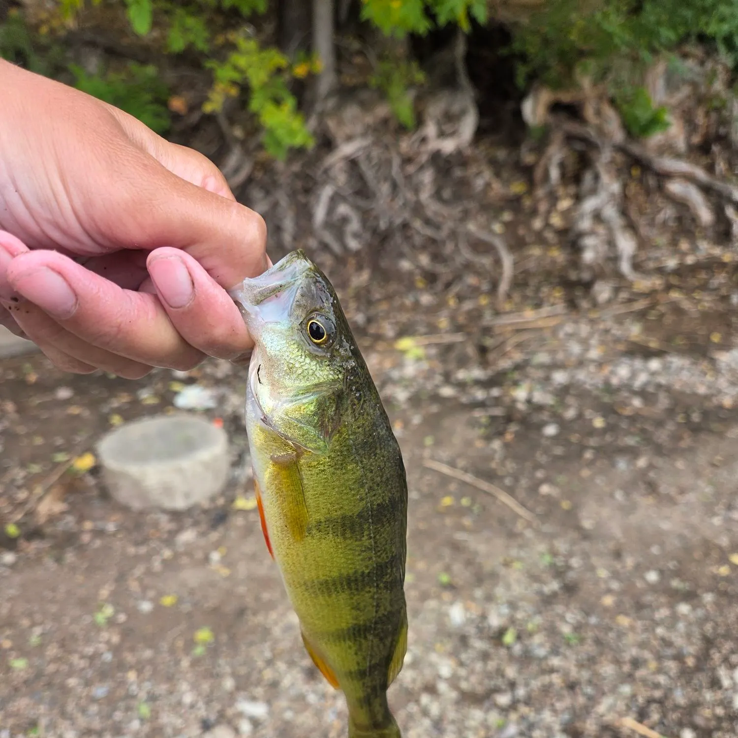 Yellow perch caught on Fishbrain