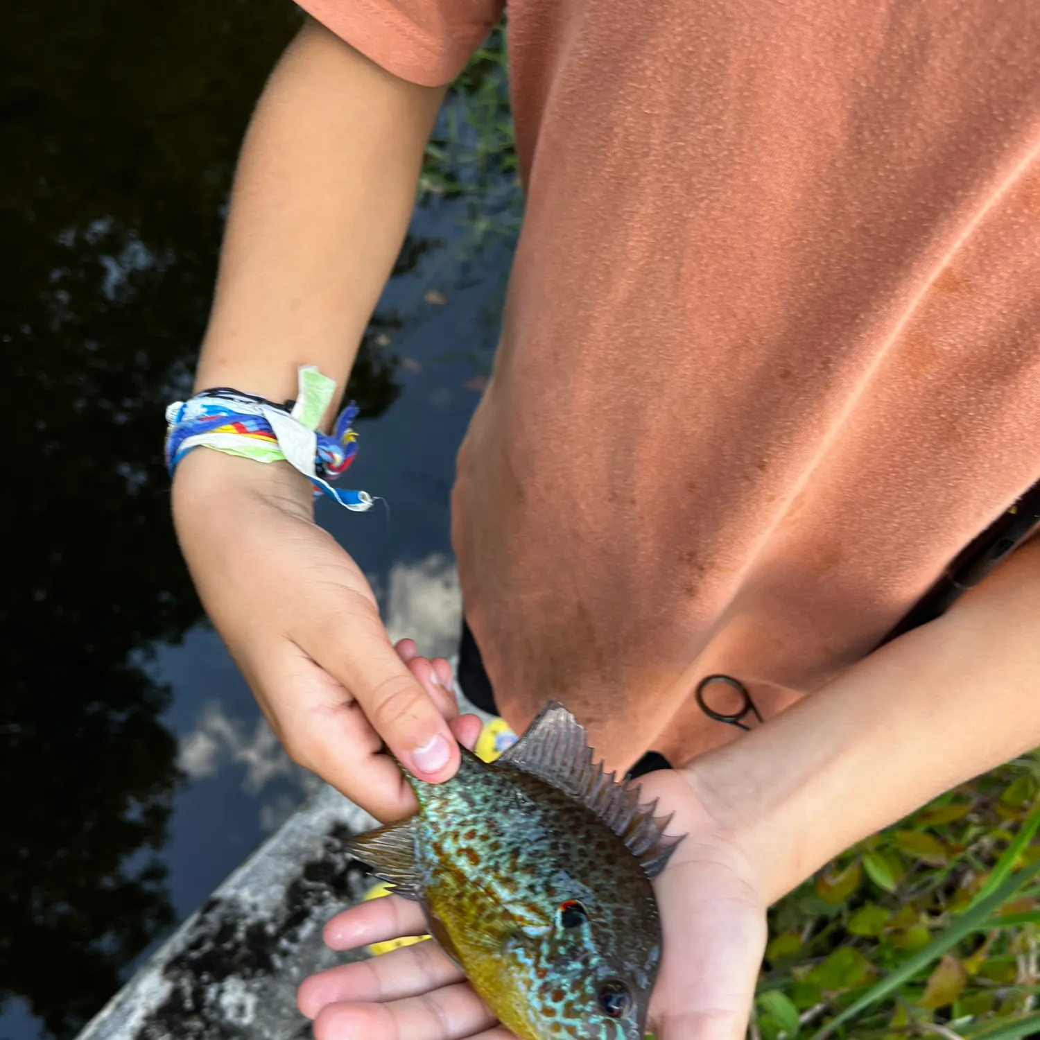 Bluegill caught on Fishbrain