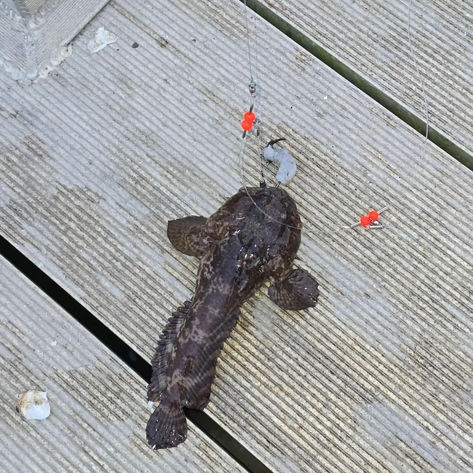 The most recent Oyster toadfish catches on Fishbrain
