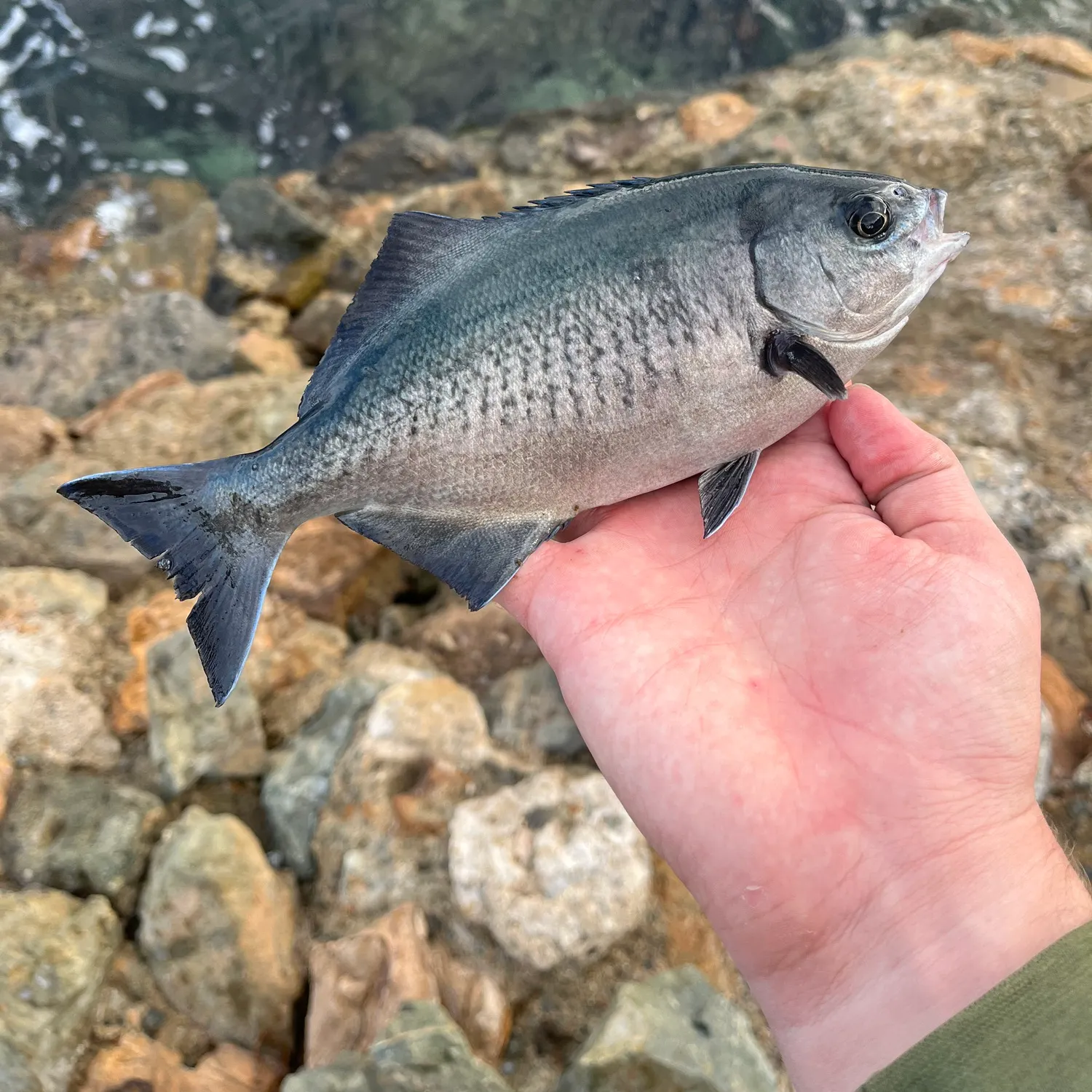 The most recent Halfmoon catches on Fishbrain