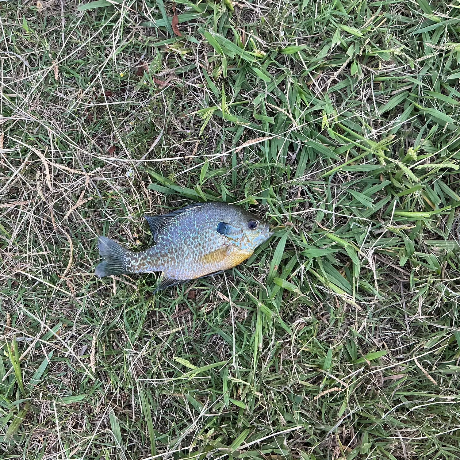 Redbreast sunfish caught on Fishbrain