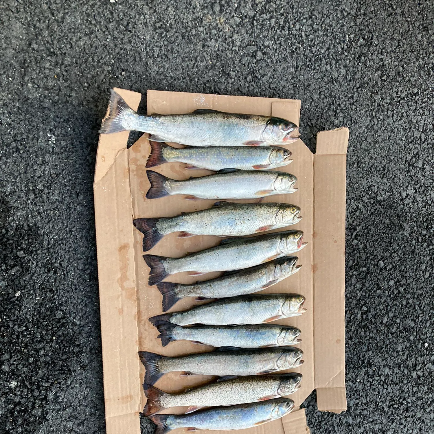 recently logged catches