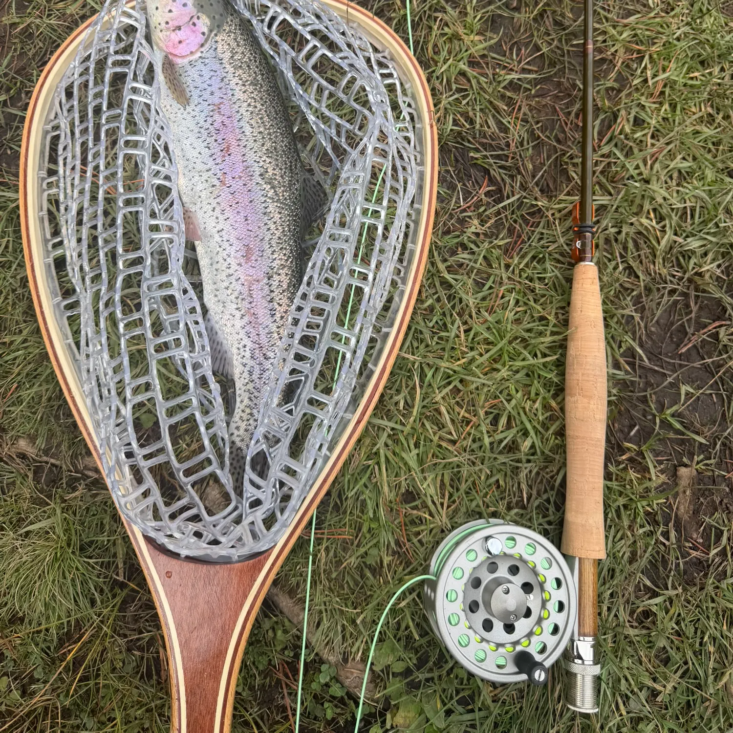 Rainbow trout caught on Fishbrain
