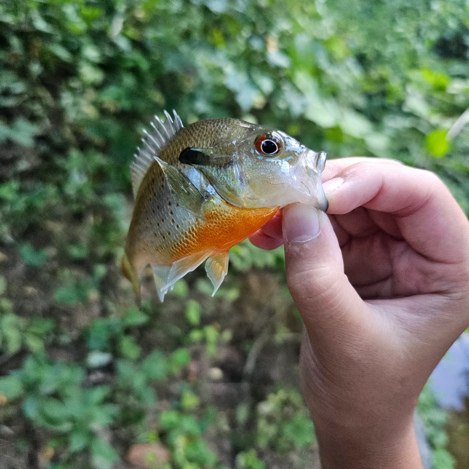 Redbreast sunfish caught on Fishbrain