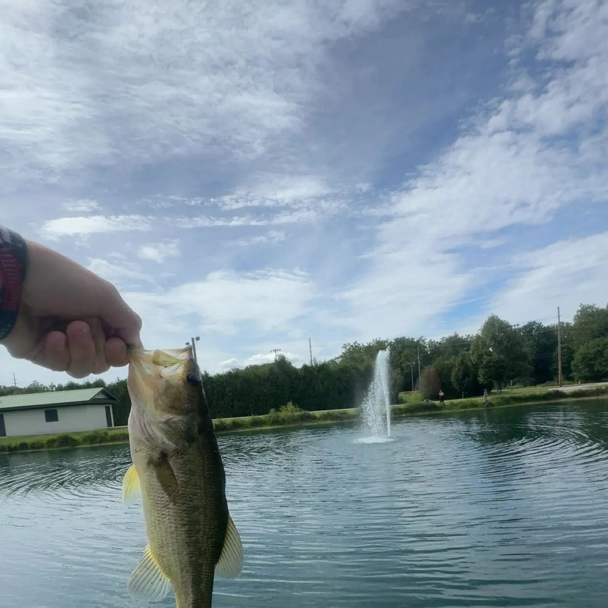 Smallmouth bass caught on Fishbrain