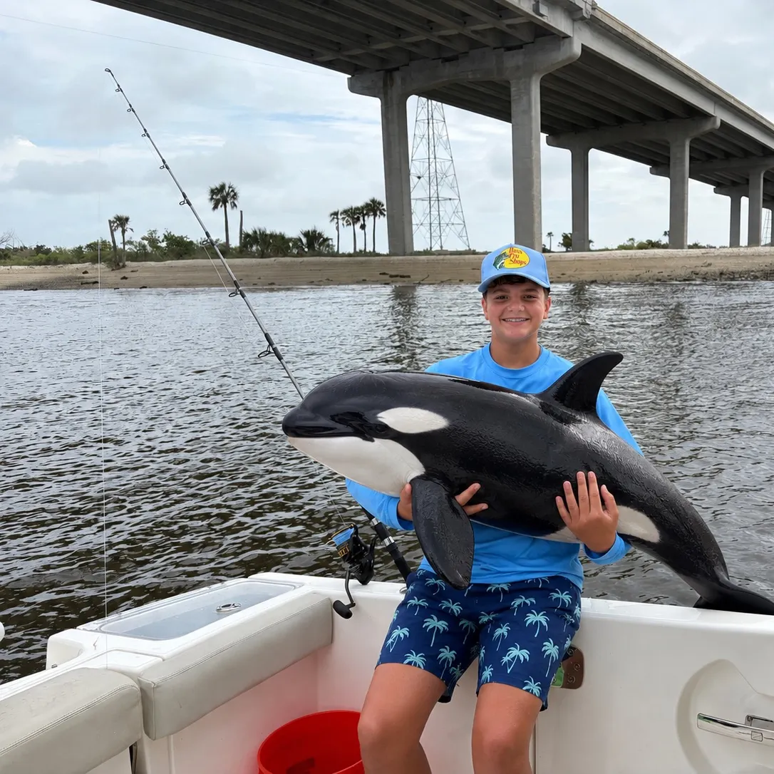 Bull shark caught on Fishbrain