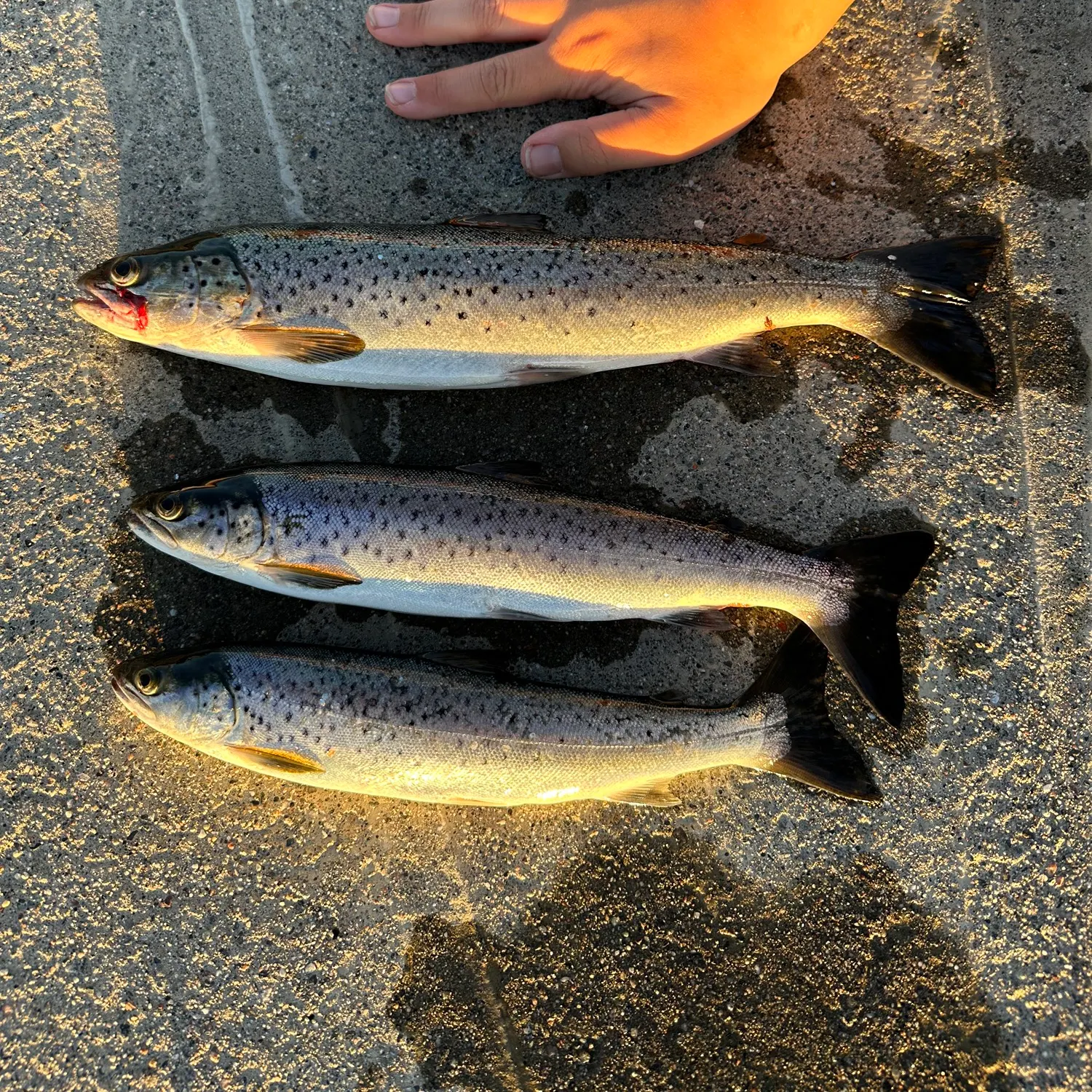 recently logged catches