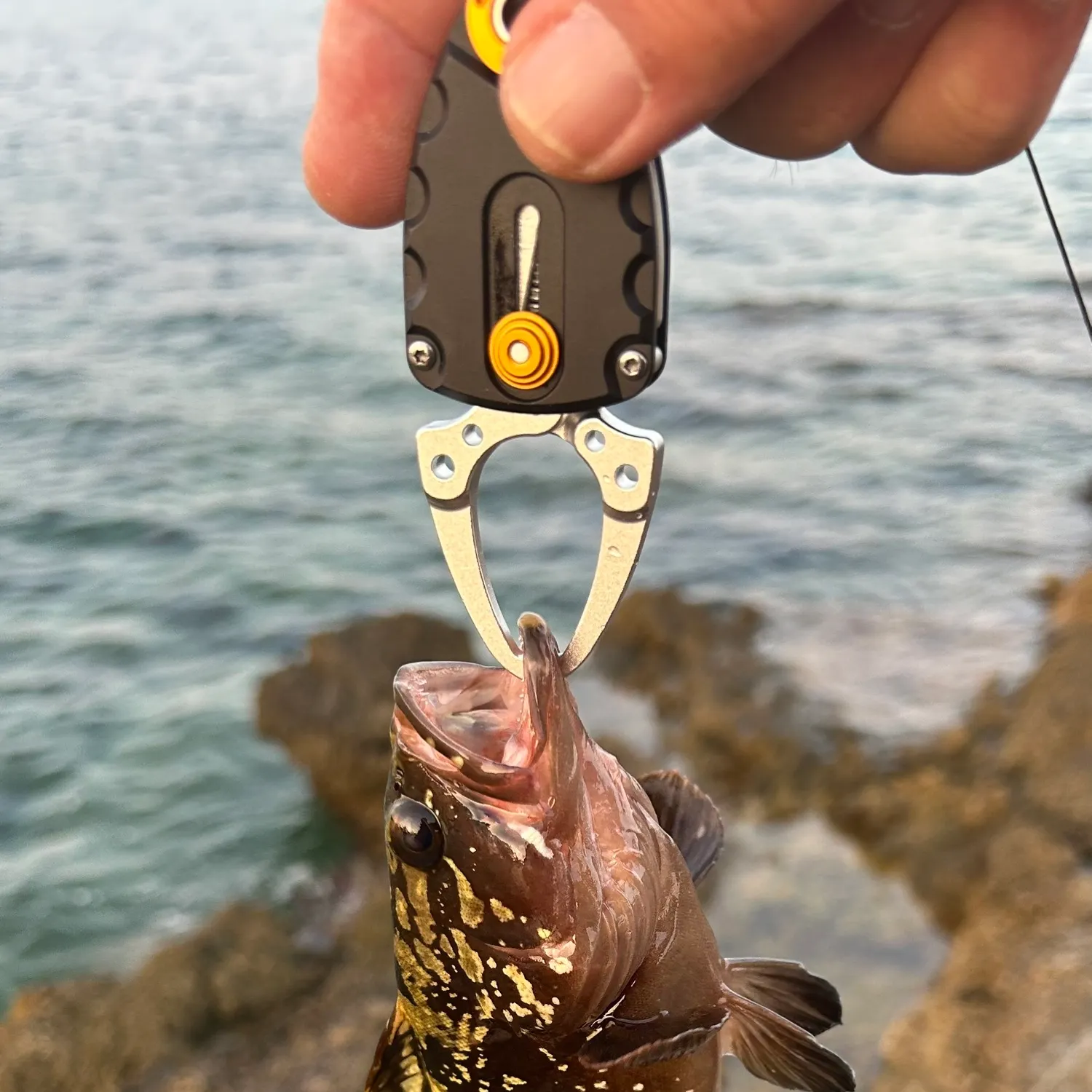 The most recent Dusky grouper catches on Fishbrain