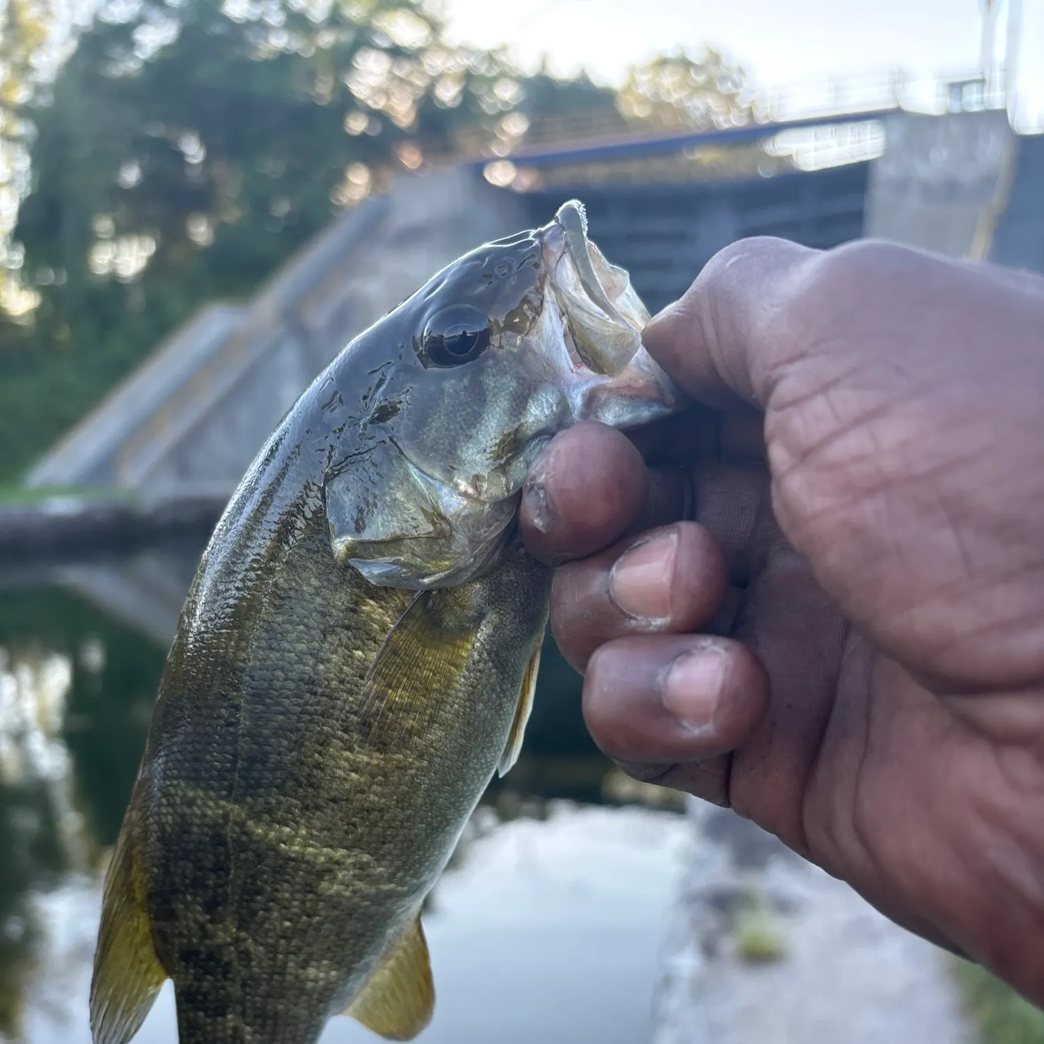 Smallmouth bass caught on Fishbrain