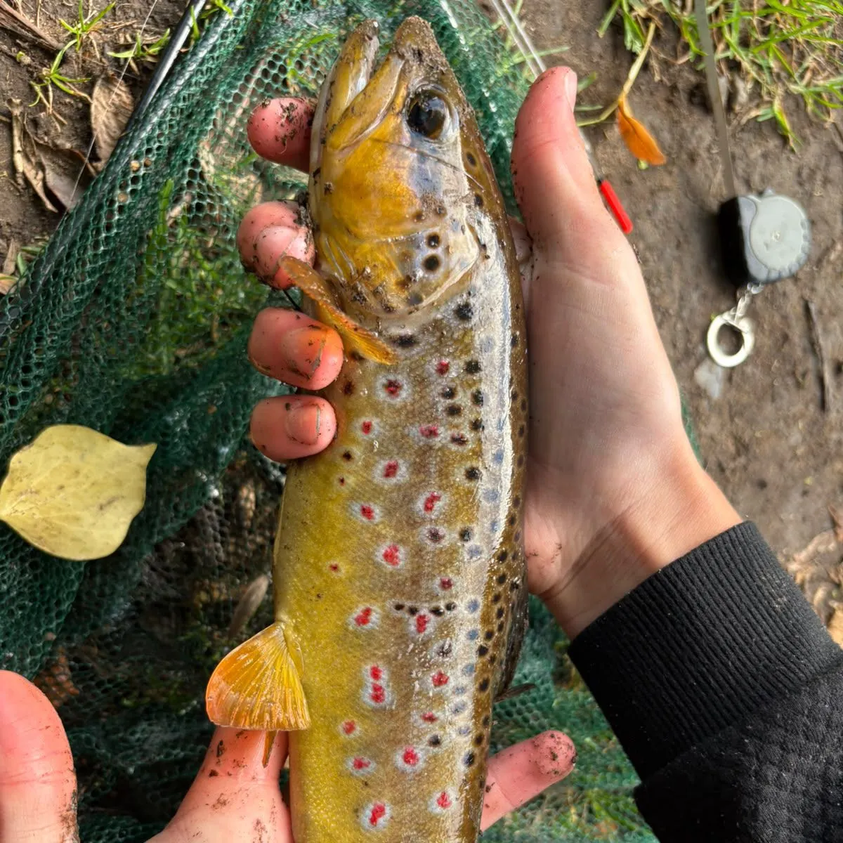 Brown trout caught on Fishbrain