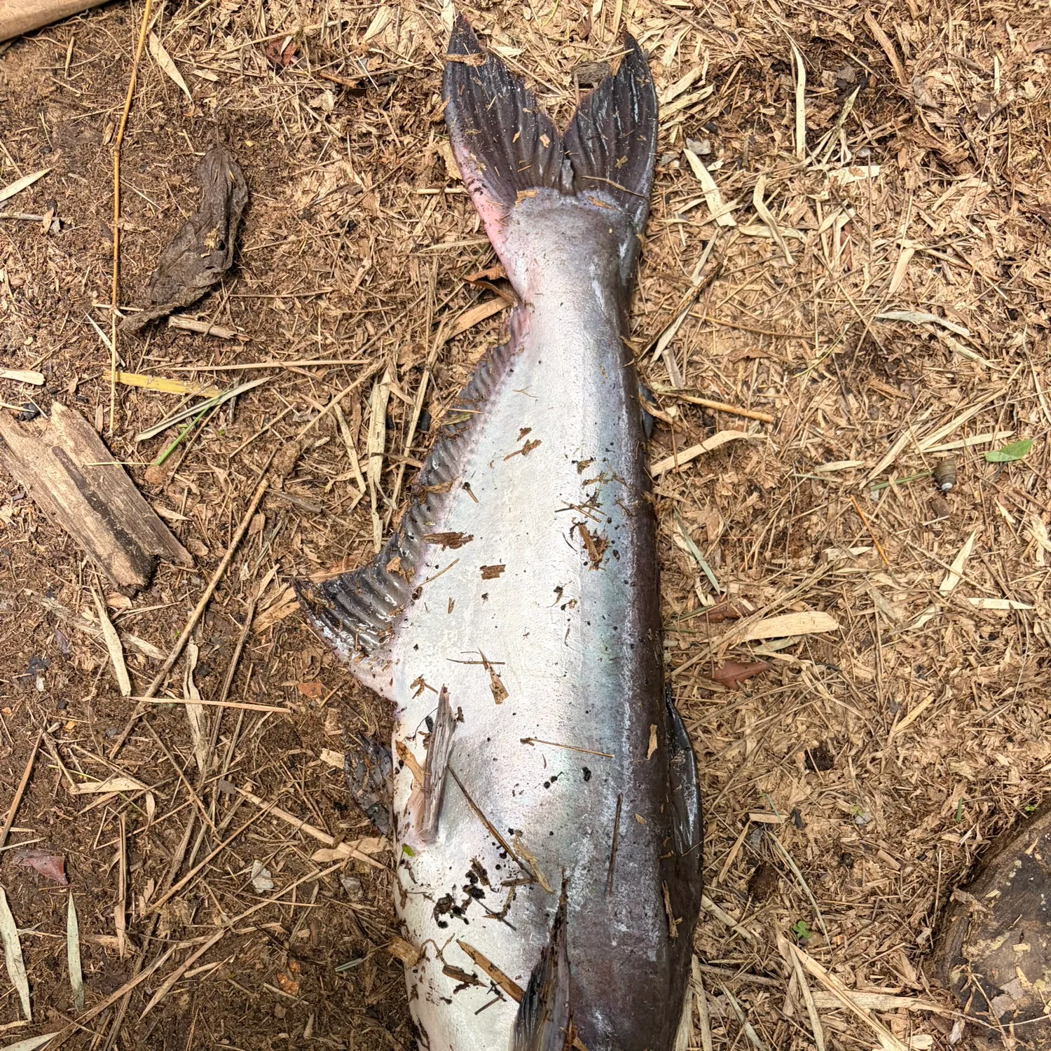 Mekong giant catfish caught on Fishbrain