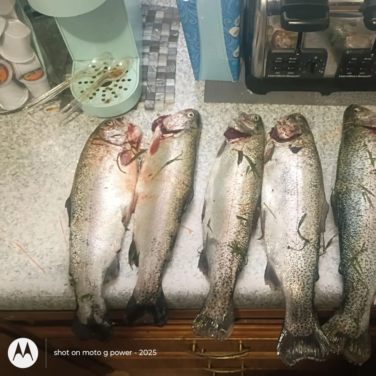 recently logged catches