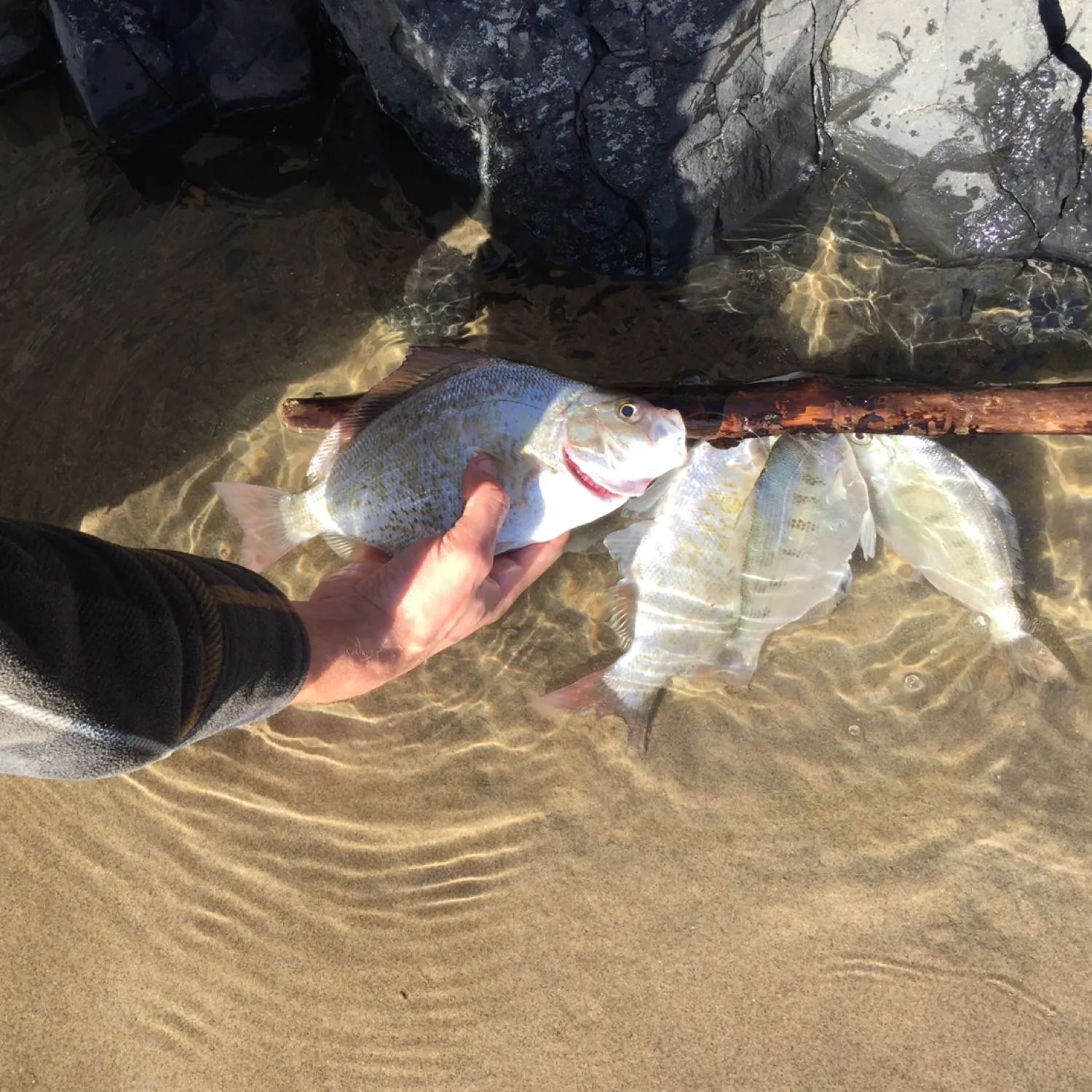 recently logged catches