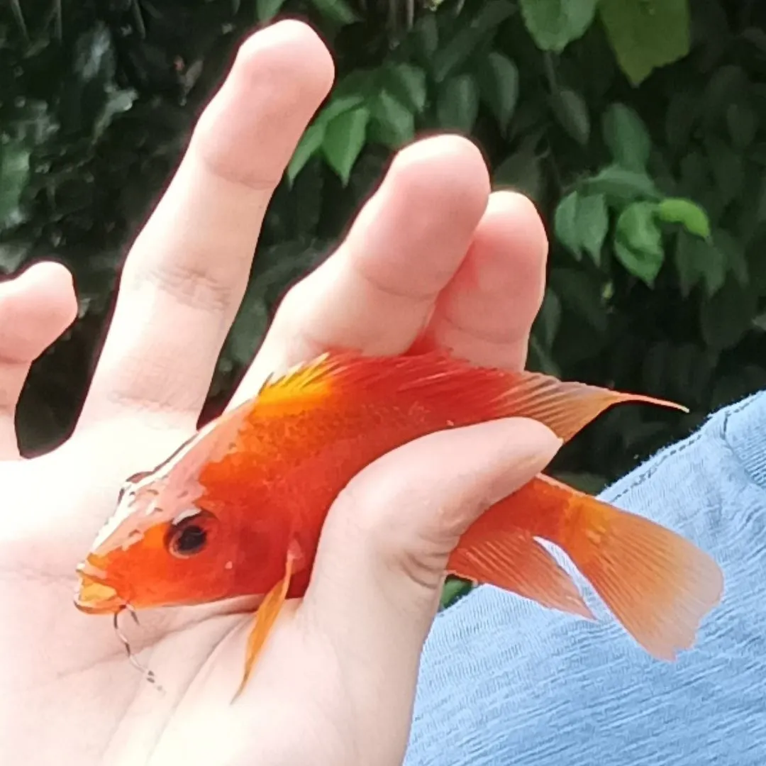 The most recent Red devil cichlid catches on Fishbrain