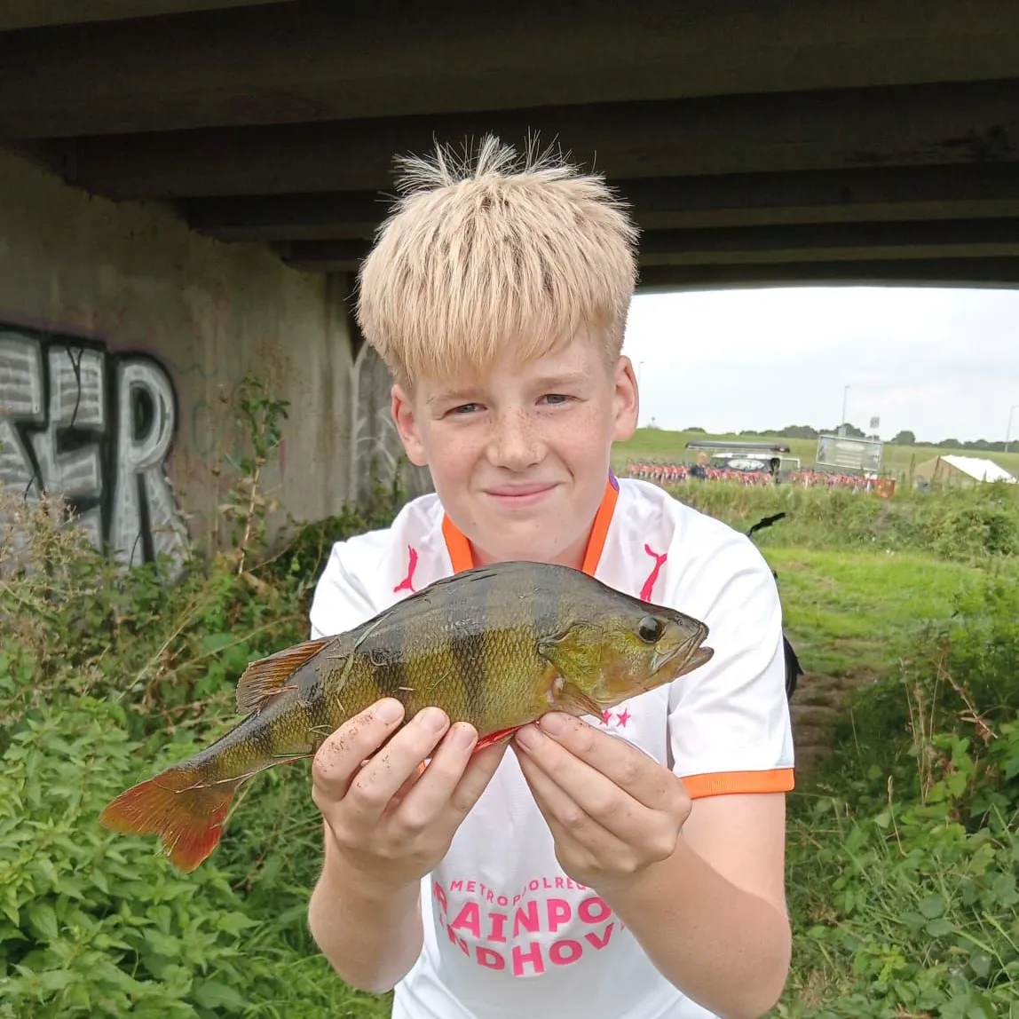 European perch caught on Fishbrain