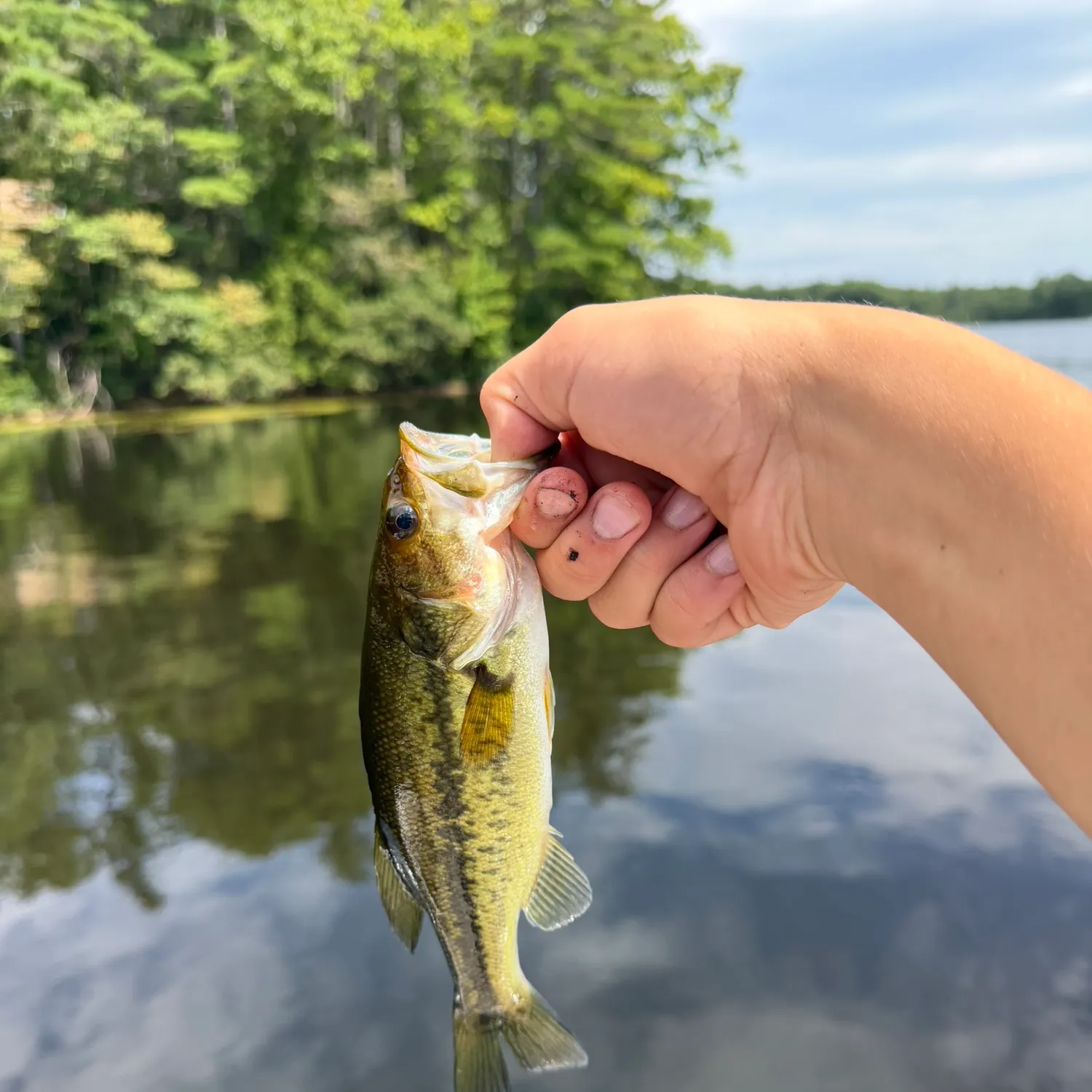 Largemouth bass caught on Fishbrain