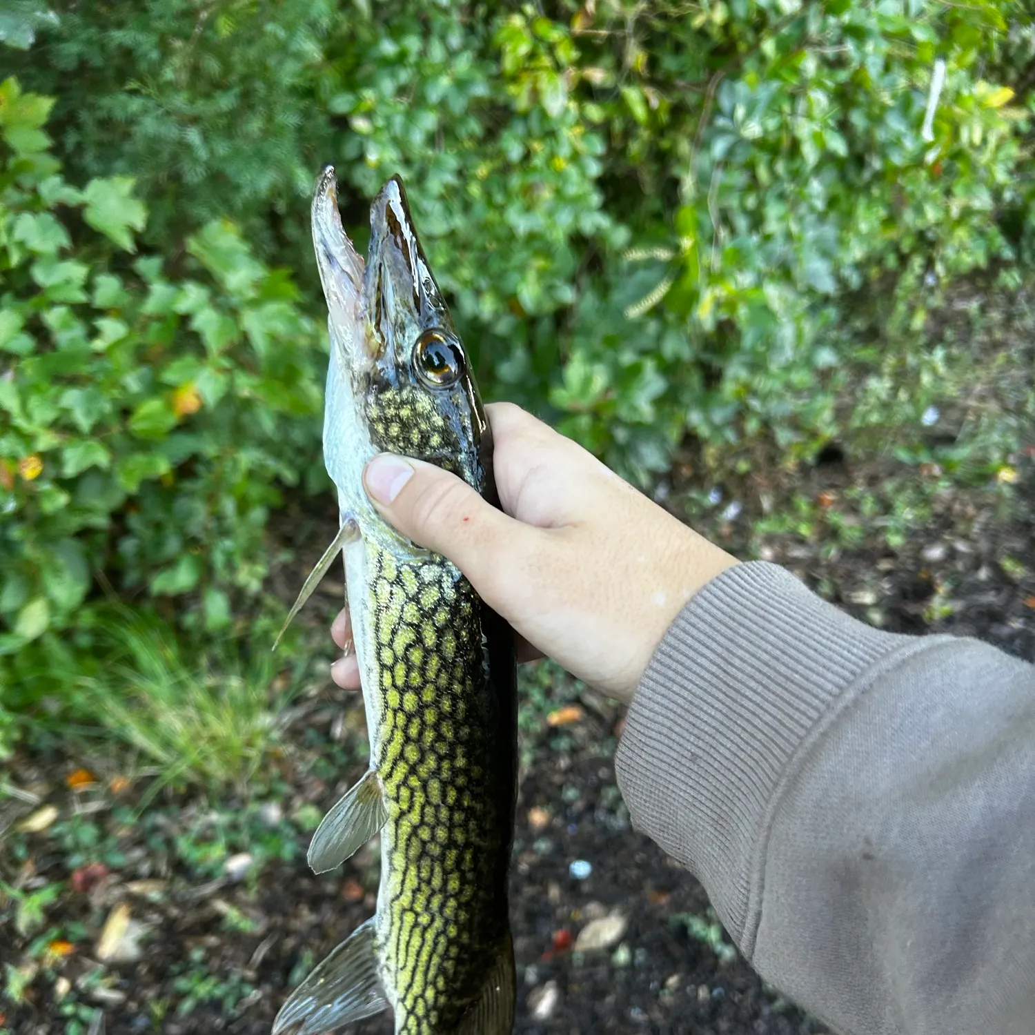 Chain pickerel caught on Fishbrain