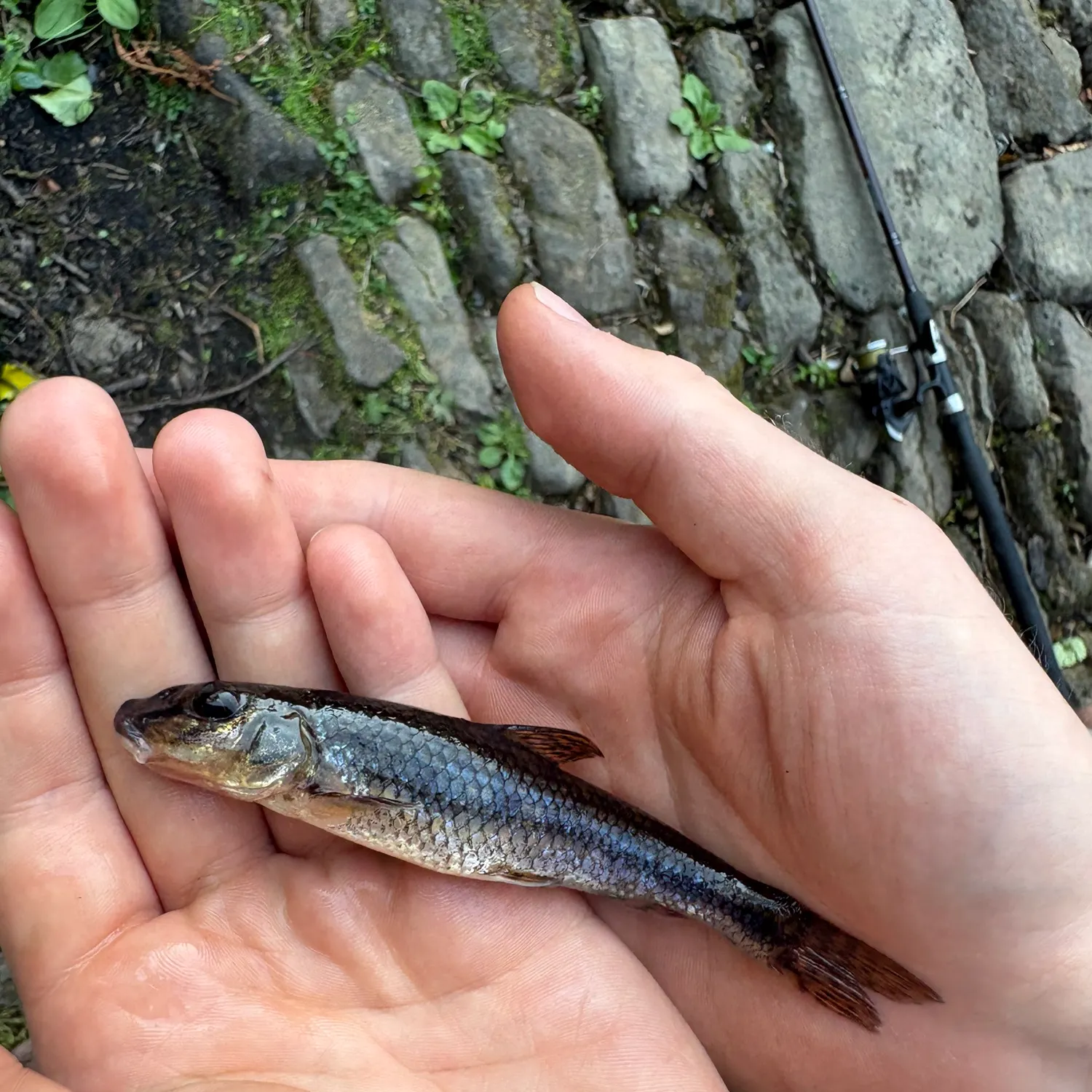 The most recent Gudgeon catches on Fishbrain