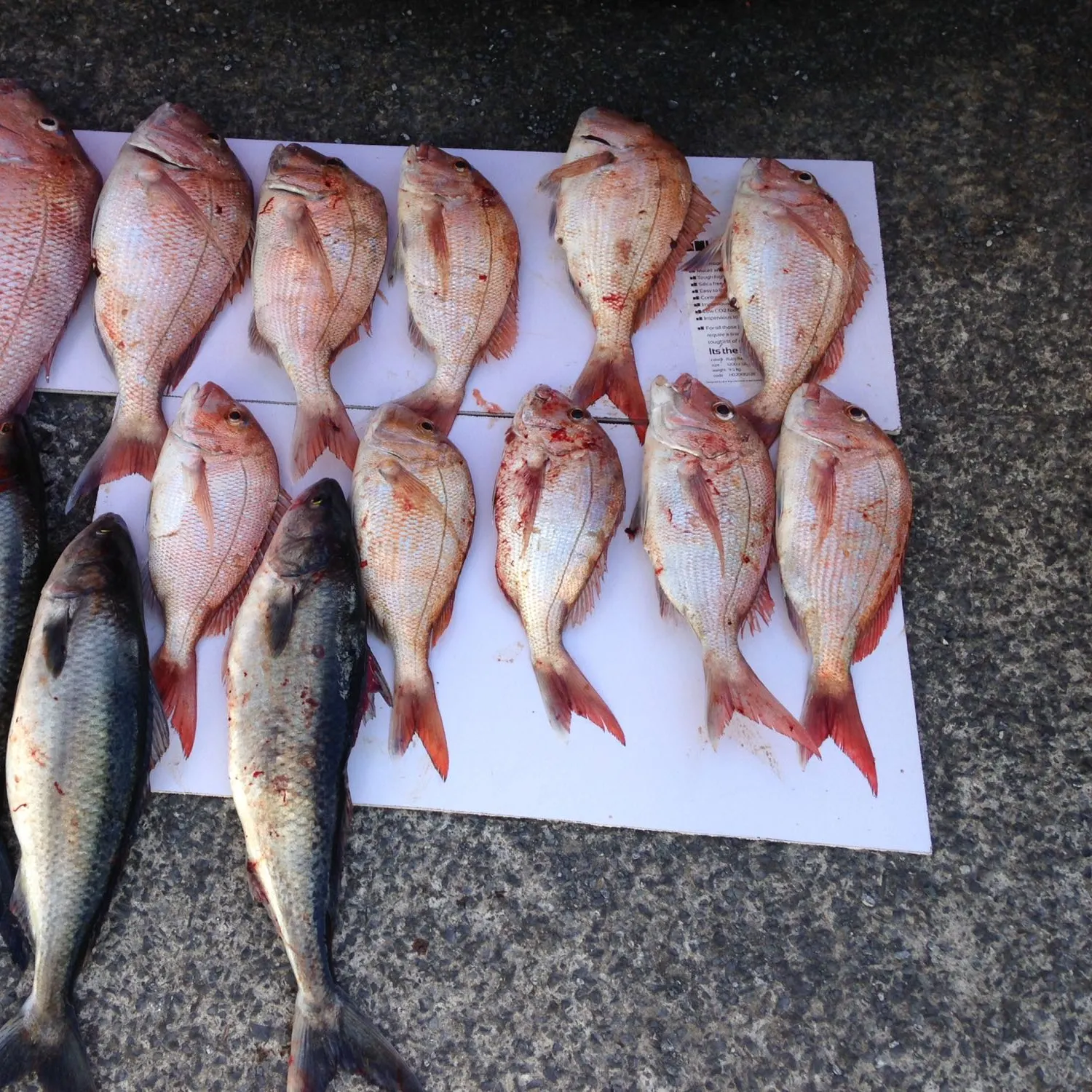 recently logged catches