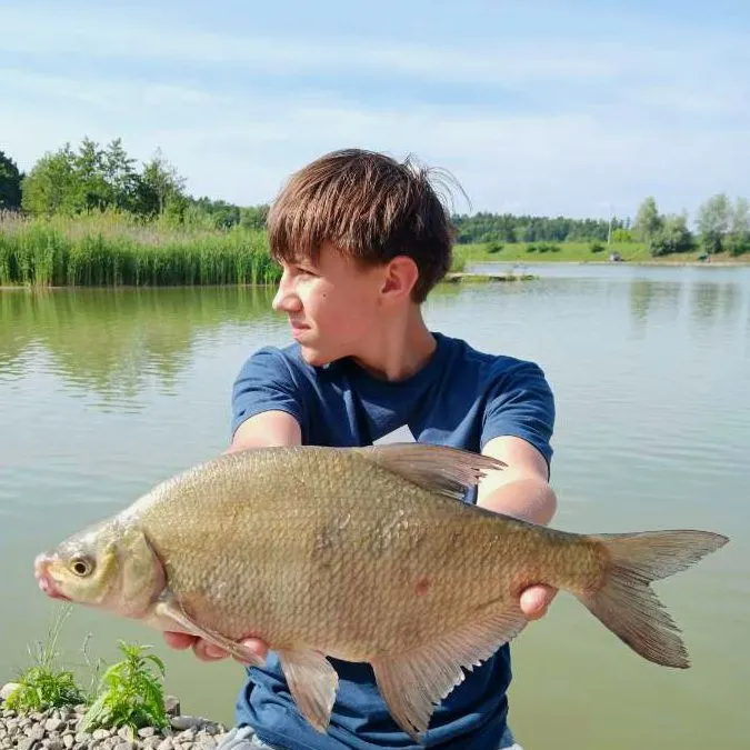 The most recent Common bream catches on Fishbrain