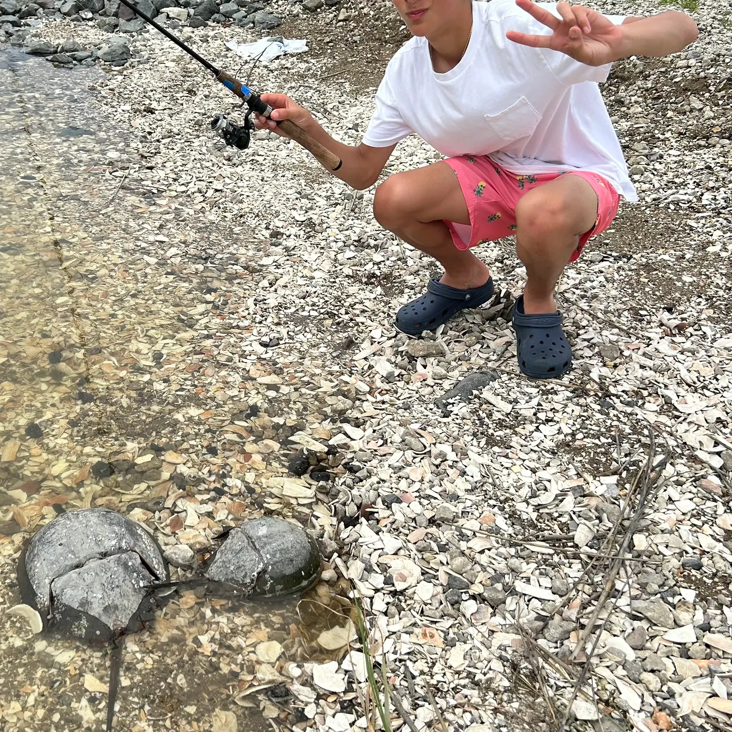 The most recent Atlantic horseshoe crab catches on Fishbrain