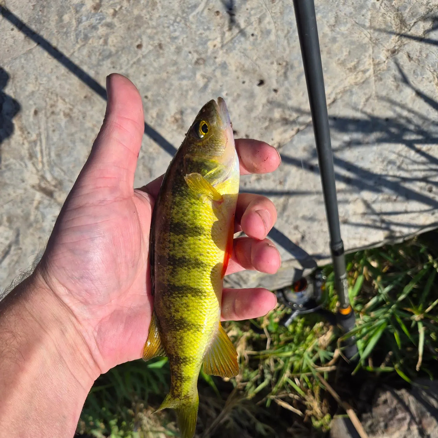 Yellow perch caught on Fishbrain