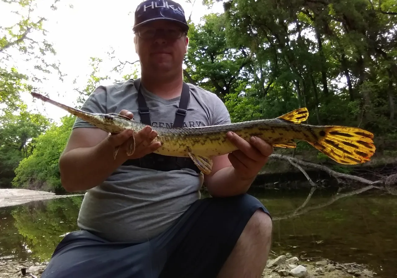 Longnose gar