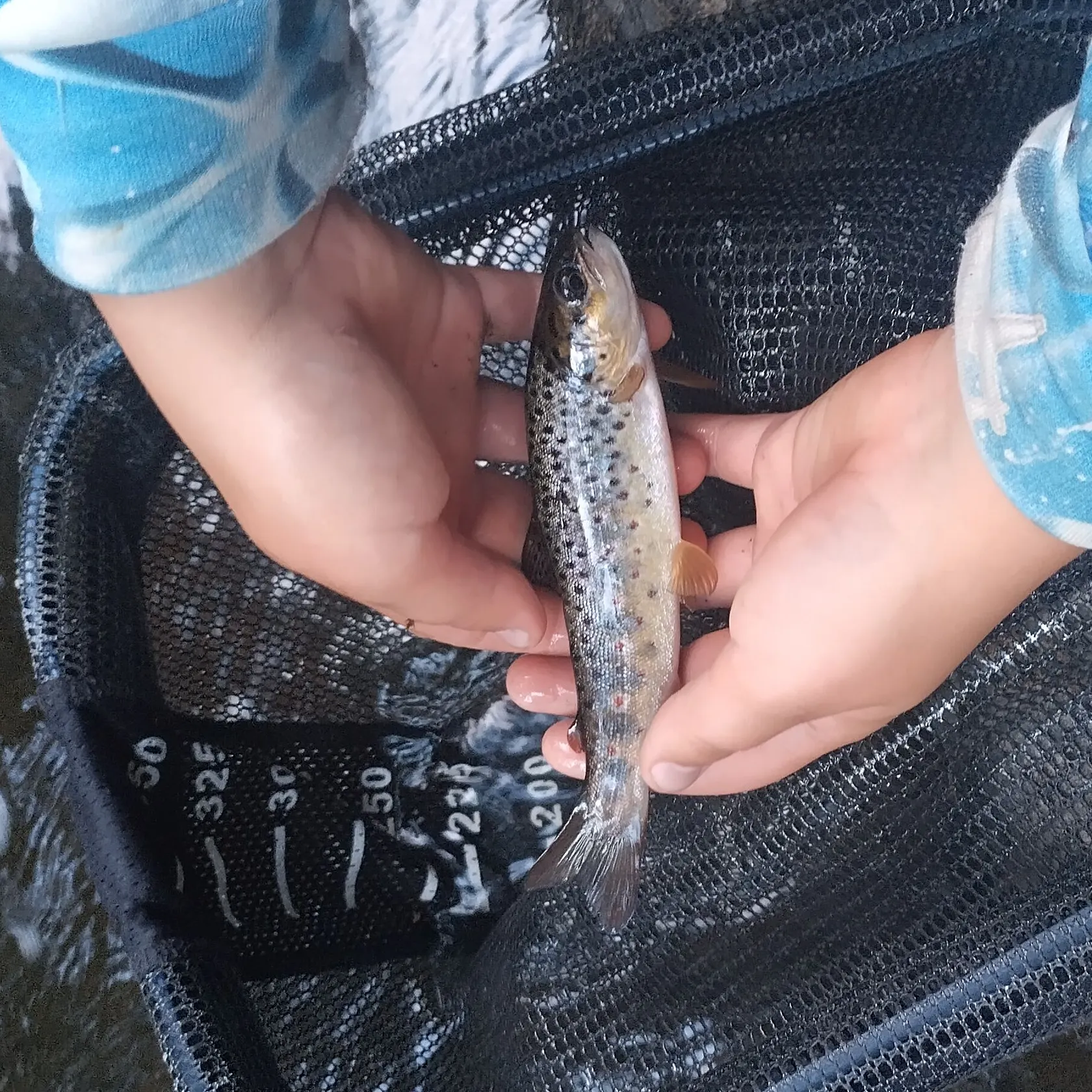 Fish caught on Fishbrain