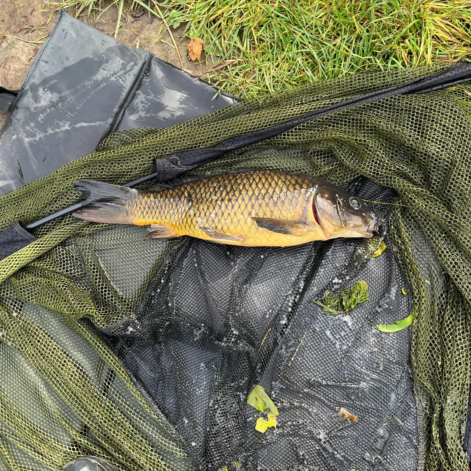 Common carp caught on Fishbrain