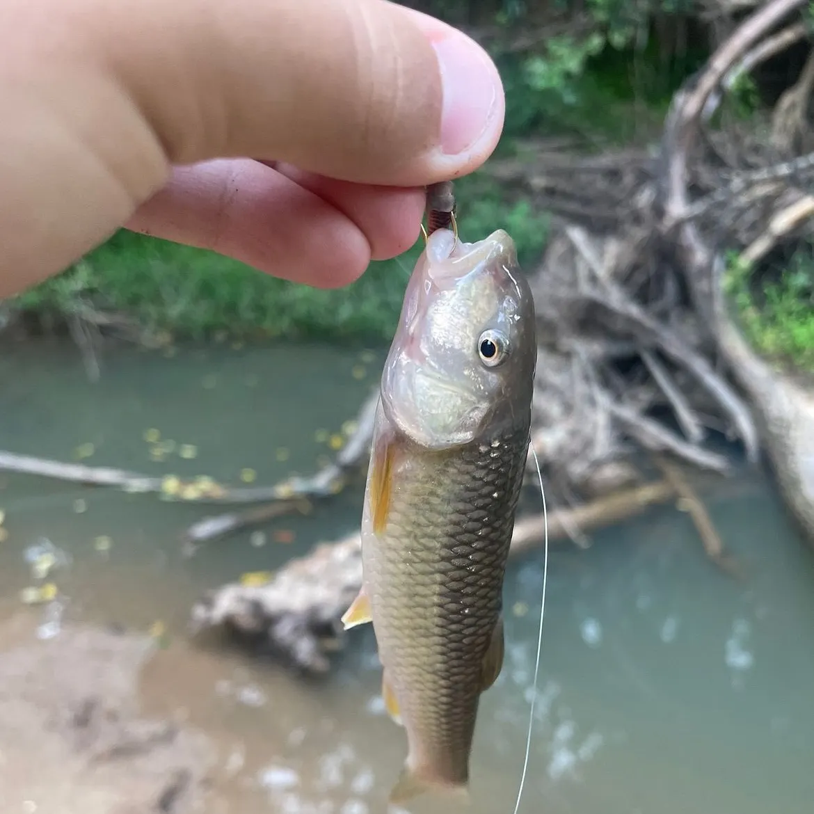 River chub caught on Fishbrain