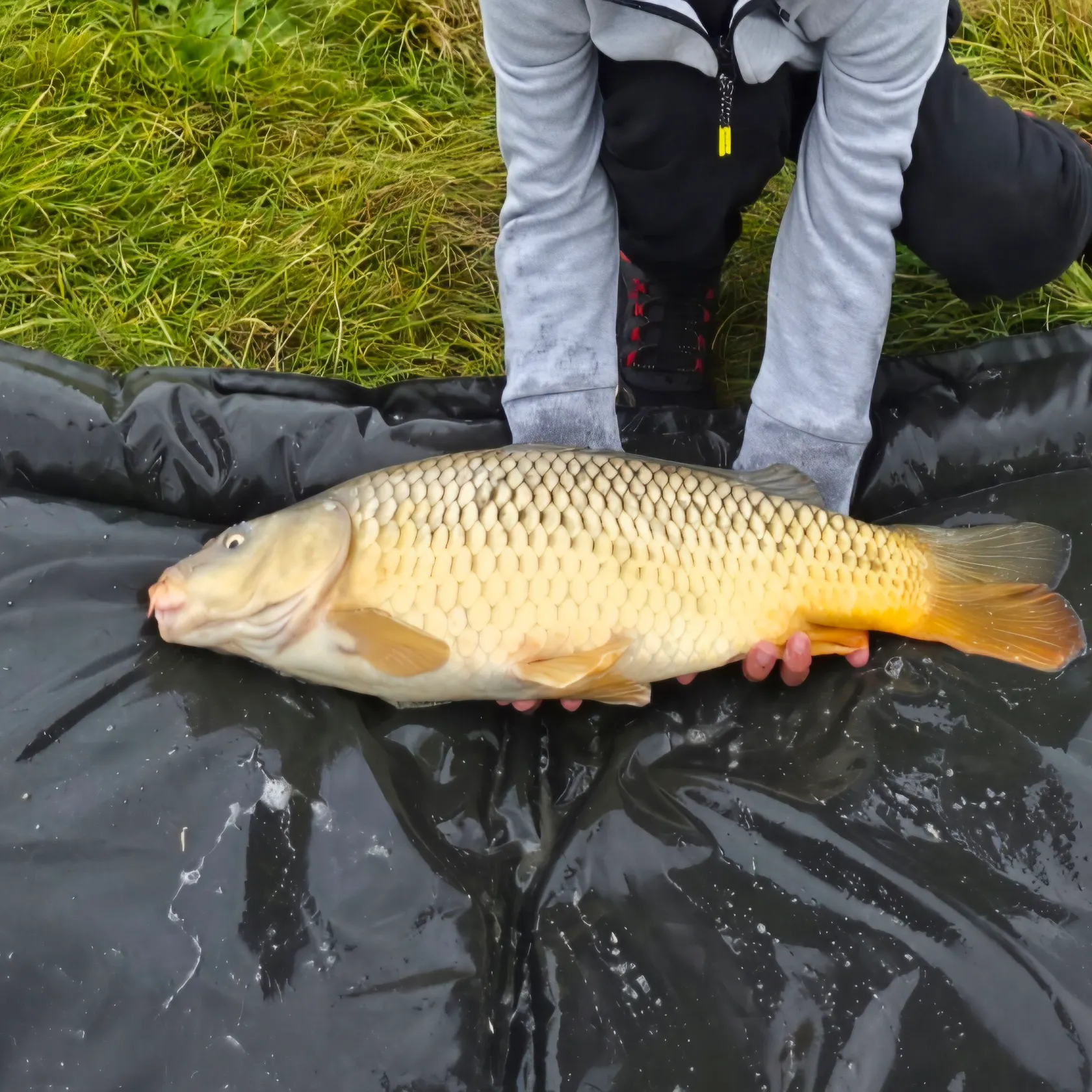 Common carp caught on Fishbrain