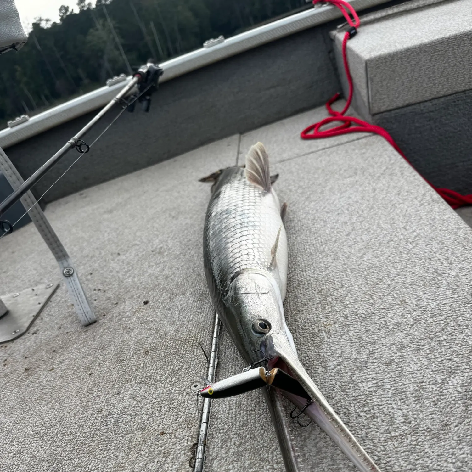 Longnose gar caught on Fishbrain