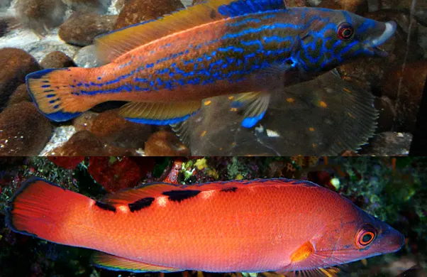 Cuckoo wrasse