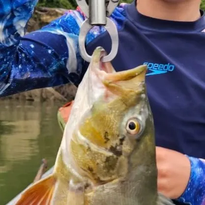 The most recent Speckled peacock bass catches on Fishbrain