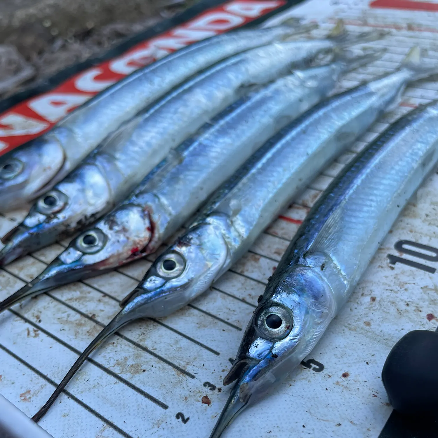 The most recent Eastern sea garfish catches on Fishbrain
