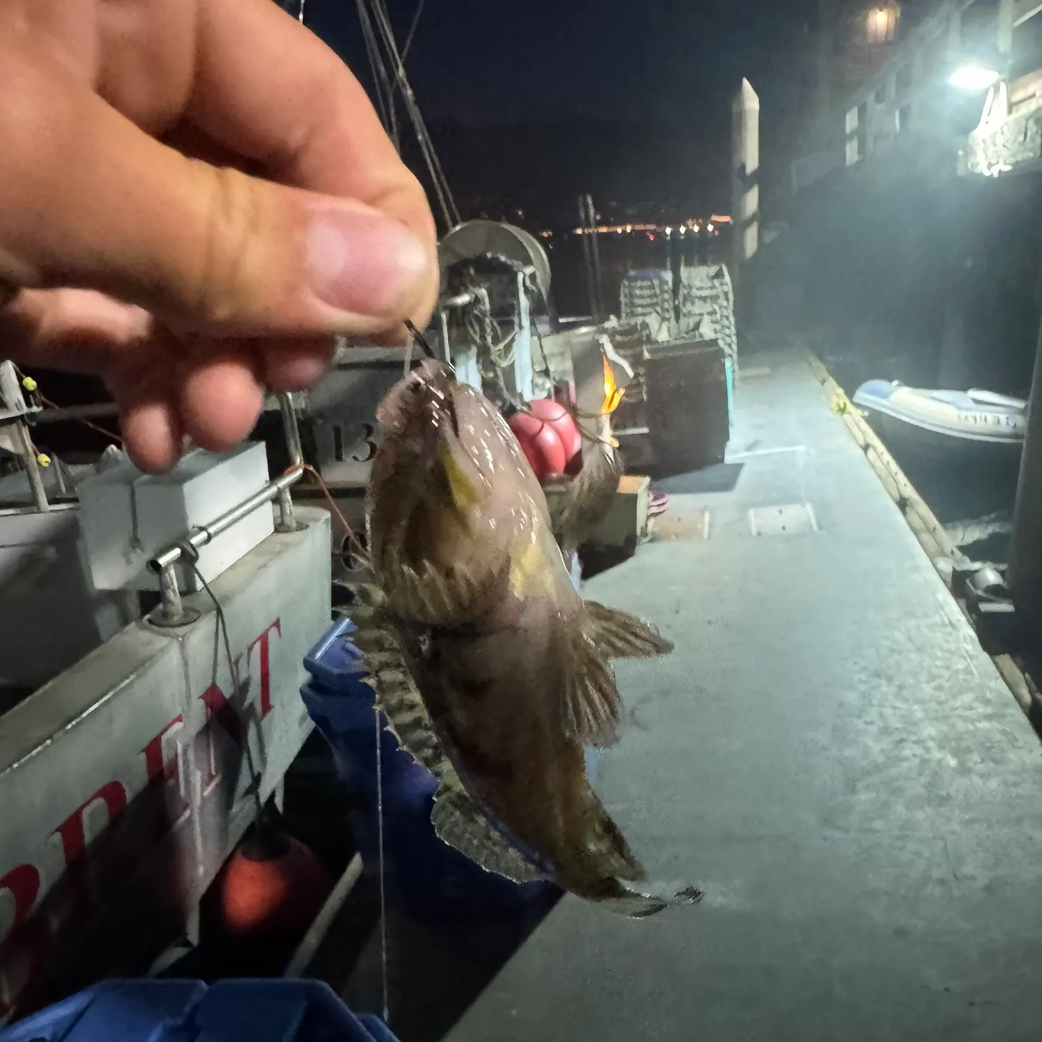 The most recent Grass rockfish catches on Fishbrain
