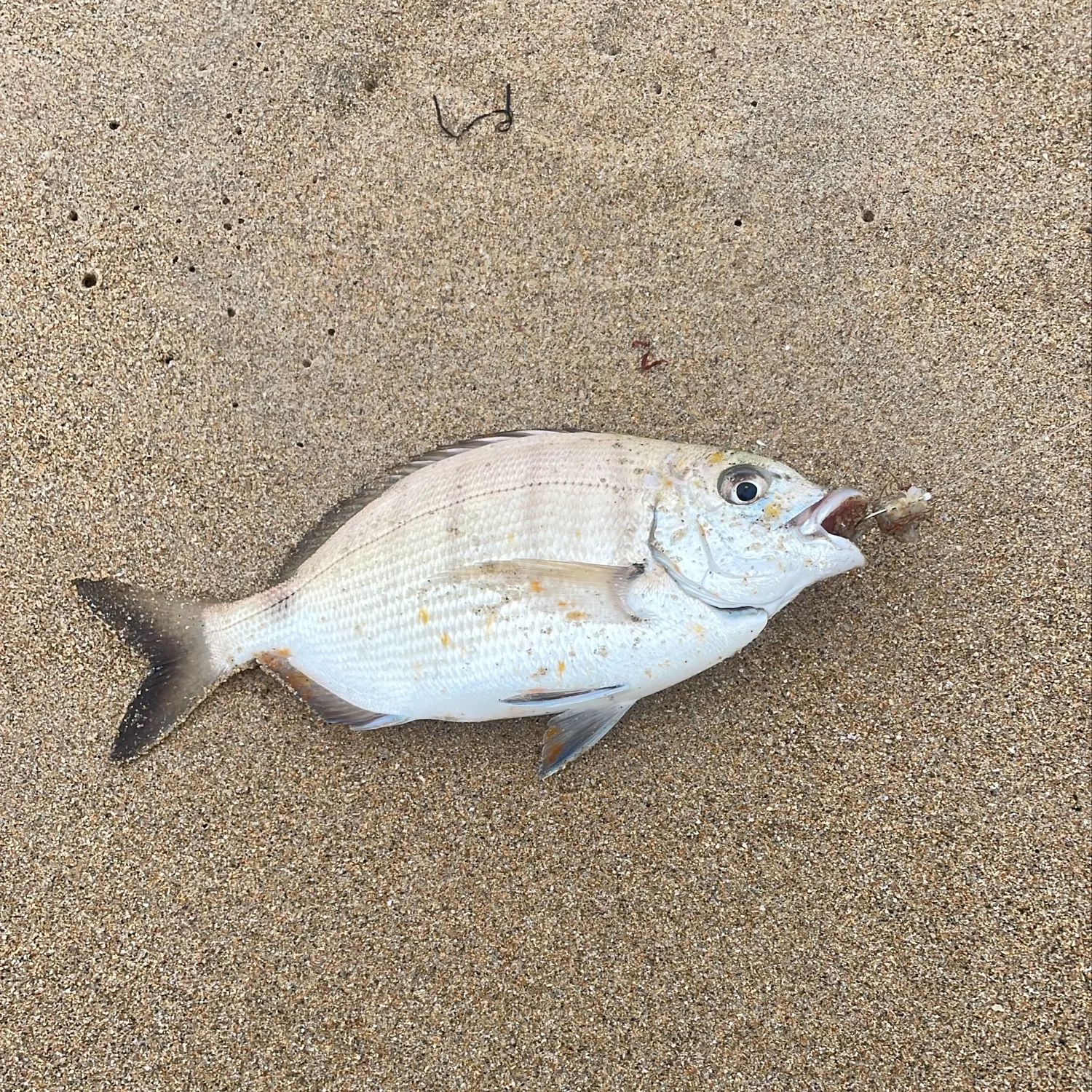 White seabream caught on Fishbrain