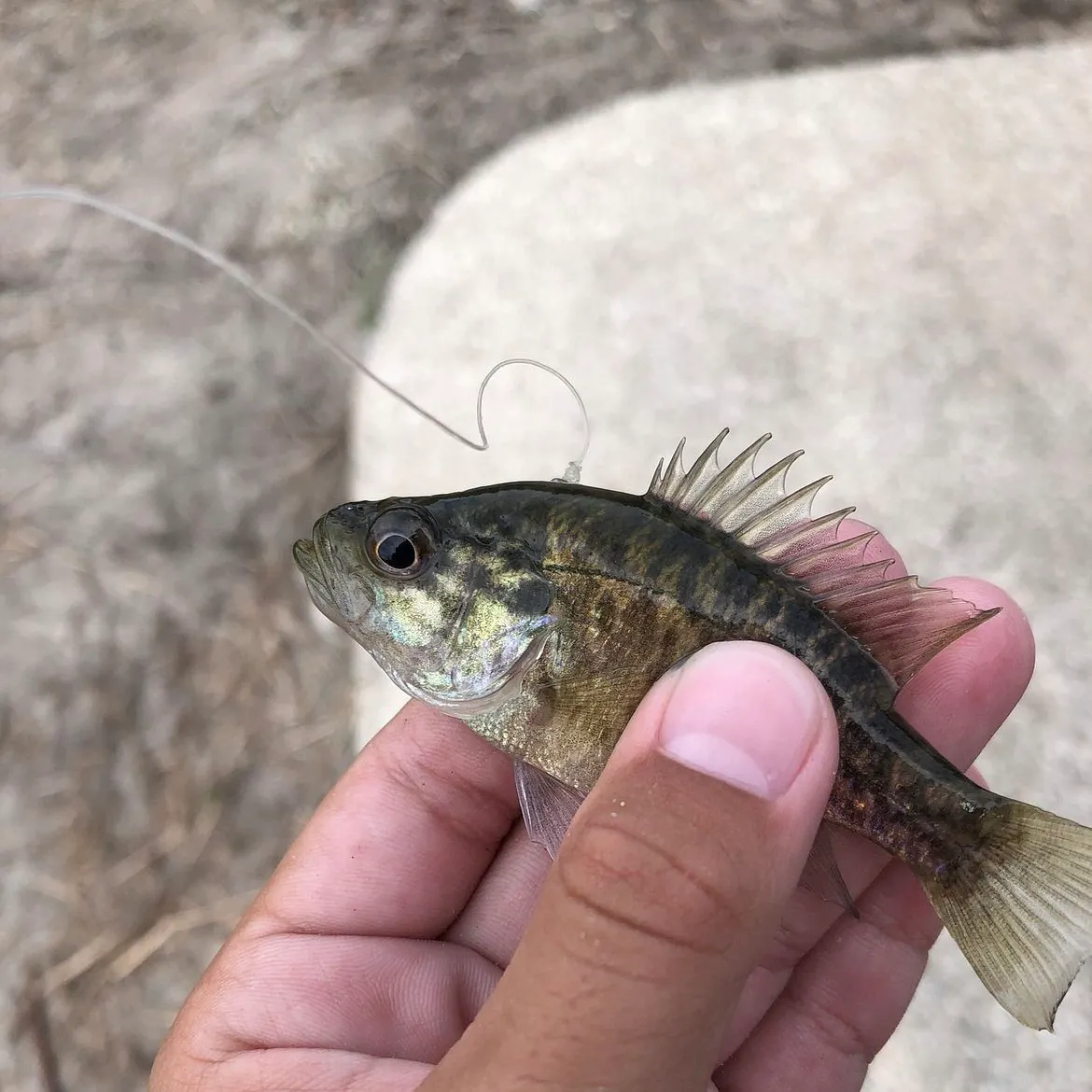 The most recent Warmouth catches on Fishbrain