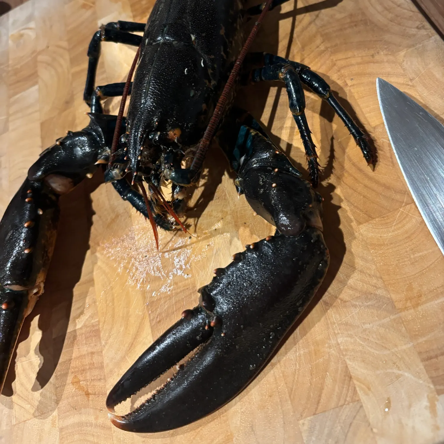 European lobster caught on Fishbrain