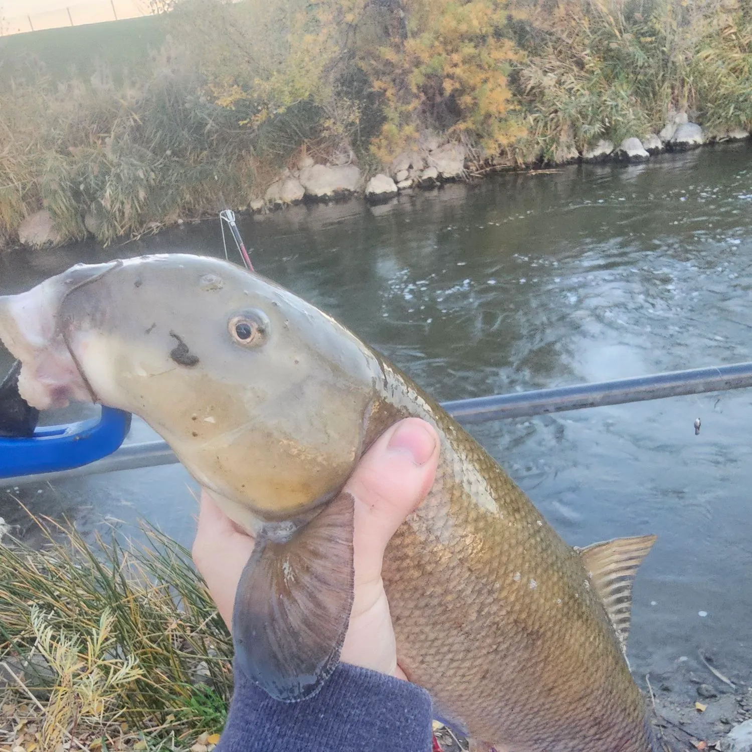 The most recent Utah sucker catches on Fishbrain