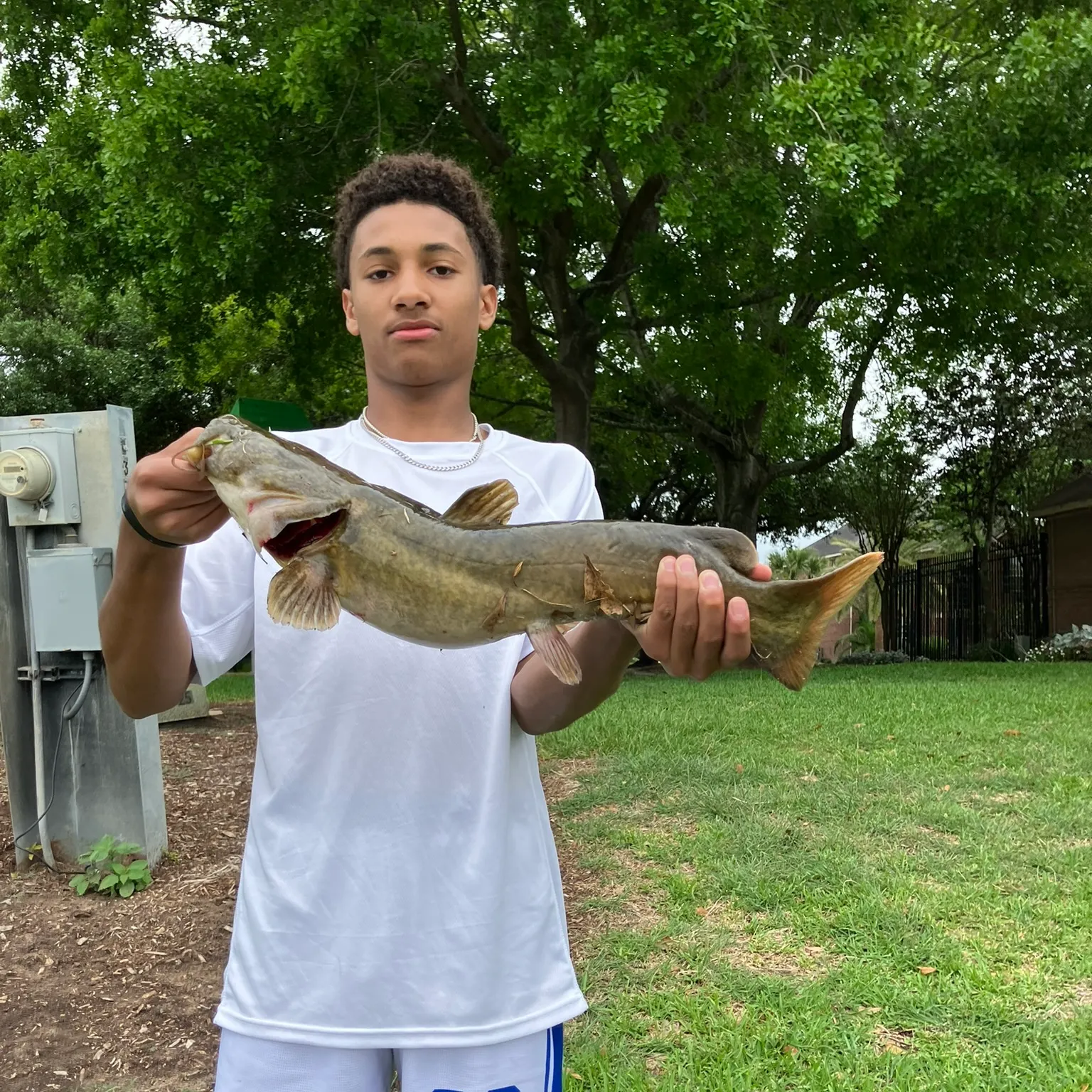The most recent Flathead catfish catches on Fishbrain