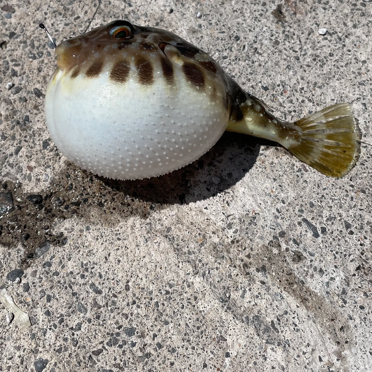 The most recent Guinean pufferfish catches on Fishbrain