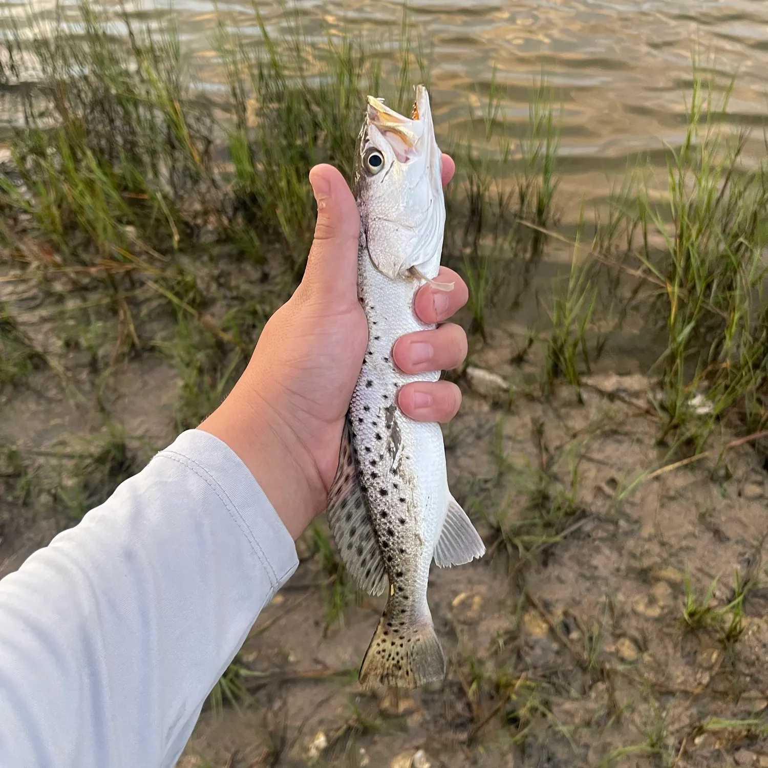 Spotted seatrout caught on Fishbrain