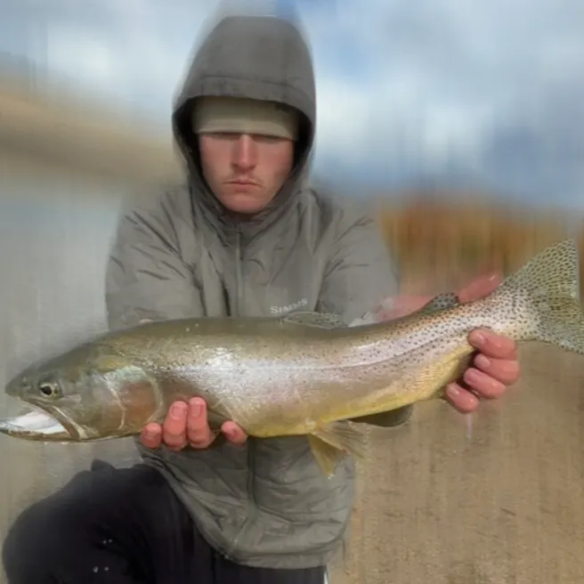 Snake River fine-spotted cutthroat trout caught on Fishbrain